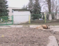 Cruzime maxima la Chisinau. Mai multi caini s-au zbatut in agonie dupa ce ar fi fost otraviti