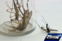 O specie de tantari uriasi a fost identificata in Florida. "Sunt de 20 de ori mai mari ca altii"
