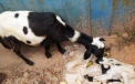 Un miel cu doua capete s-a nascut in Ghana. FOTO
