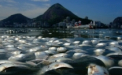Locul unde va avea loc Olimpiada de peste 3 ani: tone de pesti morti la poalele lui Iisus in Rio