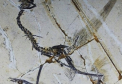 Paleontologi chinezi: Primele pasari de pe Terra aveau patru aripi