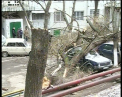 Prapad in capitala. Un barbat era cat pe ce sa fie strivit de un copac doborat de vantul puternic