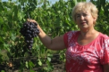 Iulia Murea, economistul devenit viticultor. Descopera povestea femeii care exporta cei mai frumosi struguri
