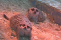 S-a marit familia Zoo! Doi pui de suricat au venit pe lume la Gradina Zoologica din Chisinau