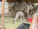Un pui de camila s-a nascut la Gradina Zoologica din Chisinau! Ingrijitorii nici macar nu banuiau