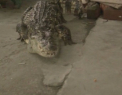Are in curte un crocodil care il pazeste de hoti. Cum se descurca cu reptila si ce spun vecinii
