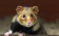 FOTO. Hamsterul care a INVIAT dupa ce a fost ingropat. Stapanii i-au schimbat numele in "Iisus"