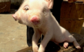 "E un semn apocaliptic!". Un porc cu doua capete a fost adus pe lume in China