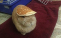 Iepurasul care a devenit vedeta datorita a ceea ce poarta pe cap. Imaginile care au cucerit internetul
