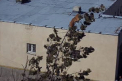 "In loc sa salveze motanul, l-au bagat in boale". Locuitor din Orhei: Cat de incompetenti sunt pompierii!