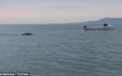 VIDEO. Creatura ciudata filmata intr-un estuar din Irlanda. "Seamana cu monstrul din Loch Ness"