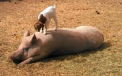 Un porc, folosit pe post de trambulina de un ied: clipul care i-a cucerit pe americani