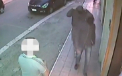 Jaf stopat inainte sa inceapa. Surpriza pentru 3 barbati care voiau sa dea lovitura la o farmacie