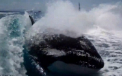 Momentele terifiante in care 20 de balene ucigase urmaresc un cuplu aflat intr-o barca. VIDEO