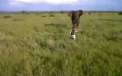 Confruntarea unui turist baut cu un elefant, in Africa. Clipul i-a revoltat pe iubitorii de animale