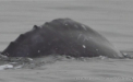 O specie declarata disparuta, fotografiata prima data in sudul Oceanului Atlantic. "Este un mister"