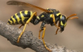 Un barbat a murit intepat de viespi. Politistii, uimiti cand au aflat ce facuse cu insectele