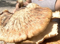 Ciuperci cat volanul unei masini. Descoperirea facuta de un barbat din Chisinau