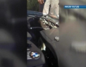 Dovada ca pisicile au noua vieti. Cum a supravietuit o felina sub capota unui BMW