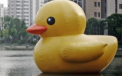 China a interzis cautarea pe internet a sintagmei "rata mare galbena". Motivul din spatele deciziei