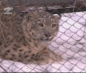Patronul echipei Milsami Orhei a luat sub ocrotire leopardul de la Zoo