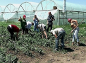 Ploile si-au spus cuvantul. Ogoarele sunt pline de buruiana, zilierii - la mare cautare: Cum sunt platiti