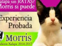Motanul candidat: Morris vrea sa ajunga primarul localitatii mexicane Xalapa! Tu ai vota o pisica?