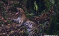 Caz neobisnuit in SUA. Un barbat a impuscat un leopard, animal care nu traieste in America de Nord