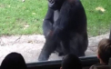 Satula de maimutareala unor copii, o gorila le da o lectie pe care n-o vor uita prea curand. VIDEO