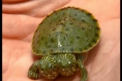 Un pui de broasca testoasa a devenit o adevarata vedeta la o gradina zoologica din Texas
