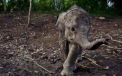 Povestea trista si impresionanta a lui Raja, puiul de elefant tinut in lanturi de satenii furiosi