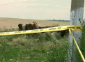 Carantina la Vadeni. 40 de oameni au mancat carne de la o bovina infectata cu antrax