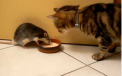 Incredibil: cum impart "frateste" un castron cu lapte un sobolan si o pisica!VIDEO
