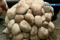 O ciuperca gigant a fost descoperita in China. Vezi cum arata buretele