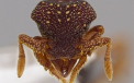 33 de specii noi de furnici descoperite in America Centrala. Sub microscop, arata ca un "Alien"