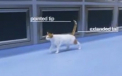 Secretele din spatele gesturilor pe care le fac felinele, dezvaluite intr-un videoclip