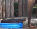 Un pui de elefant a facut senzatie la gradina zoologica din Texas. Vezi cum a amuzat vizitatorii
