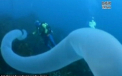 Creatura marina misterioasa, filmata de scafandri in adancul oceanului. Ce este de fapt. VIDEO