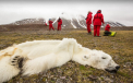 O imagine care face cate 1000 de cuvinte. Un urs polar a murit din cauza incalziriii globale