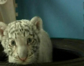 Premiera la o gradina zoologica din Peru: Un pui de tigru bengalez s-a nascut in captivitate