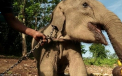 A sacrificat 10.000 de elefanti. Povestea primului traficant de fildes retinut in Africa de Vest