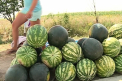 Chiar daca recolta de pepeni verzi e mai mult decat satisfacatoare, agricultorii au o mare problema