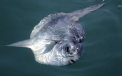 "Monstrul" de o tona care a iesit la suprafata pentru prima data in acest an. Cum arata