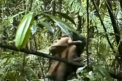 Imagini rare surprinse in jungla braziliana. Cercetatorii nu se asteptau la o astfel de intalnire