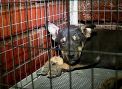 Sterilizati, chiar de ziua lor! Mai multi maidanezi din capitala au fost dusi la veterinar