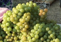 Struguri multi, cumparatori putini: Suntem nevoiti sa lasam roada pe deal sau sa producem mai mult vin