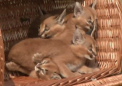 Premiera la o gradina zoologica din Berlin. O femela ras a adus pe lume patru pui gemeni