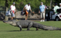Un barbat din SUA si-a pierdut doua degete, dupa ce a fost atacat de un crocodil pe un teren de golf