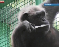 Maimuta care a distrat cativa ani vizitatorii unui cazinou din Moscova s-a lasat de alcool si de tigari