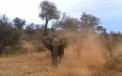 Momentul in care un safari se transforma intr-un cosmar. Elefantii au atacat masina acestor turisti